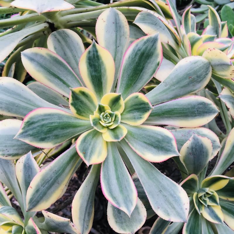 Sun Aeonium Plant Live Succulent in 4" Pot, Rosette Succulent Live Plant for Indoor Outdoor Growing
