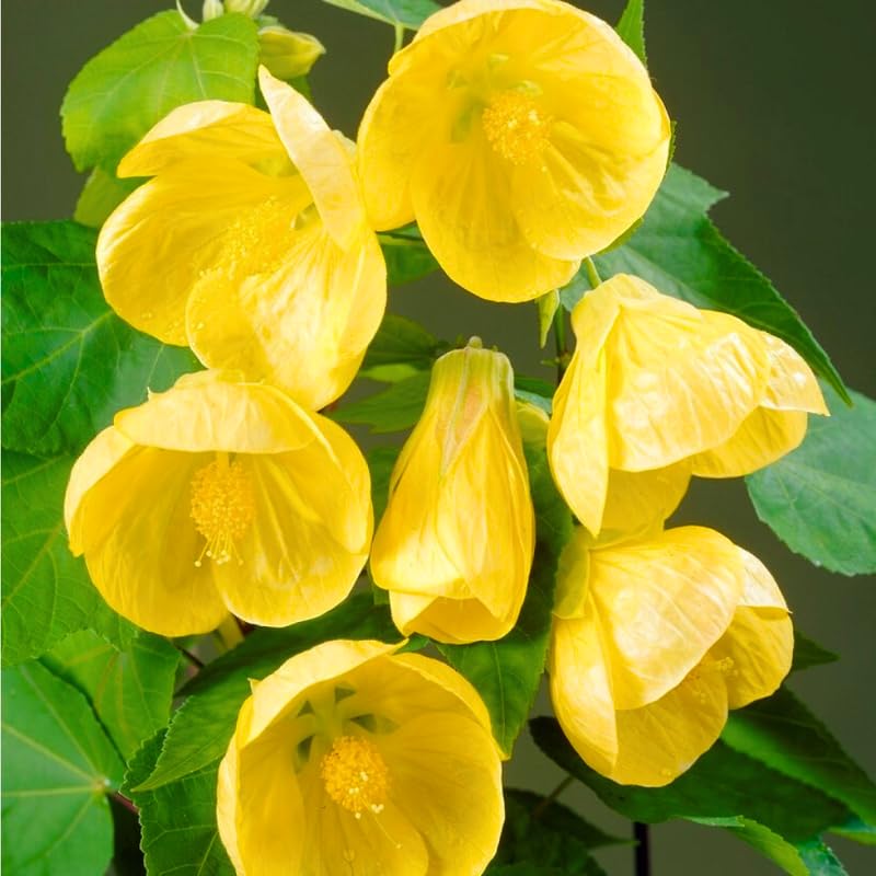 Abutilon Live Plant, Abutilon Flowering Vine, Trailing Lantern Flower Well Rooted 5-7 Inch Tall