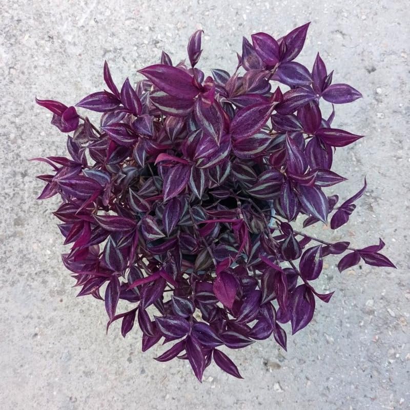 4 Purple Wandering Jew Plants, Live Indoor Plant 3-5 Inches, Colorful Trailing Tradescantia for Home, Office and Hanging Baskets