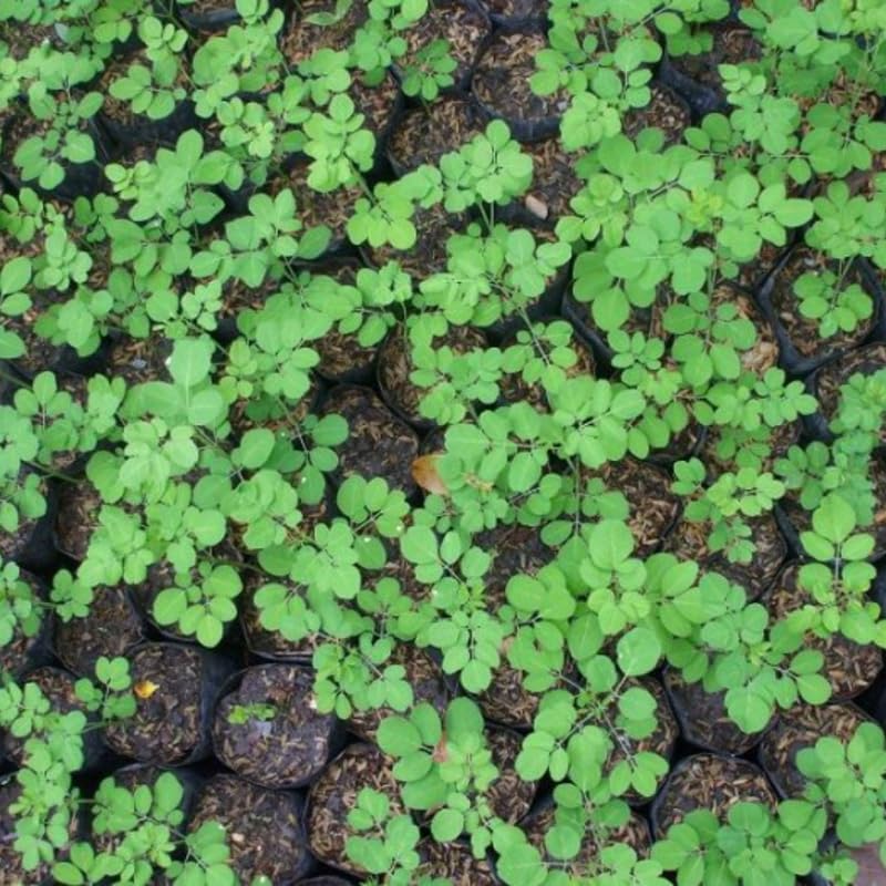 1 Dwarf Moringa Oleifera Plant Live in 4" Pot, Malunggay Drumstick Horseradish Tree Plant Live 6-12" Tall, No CA