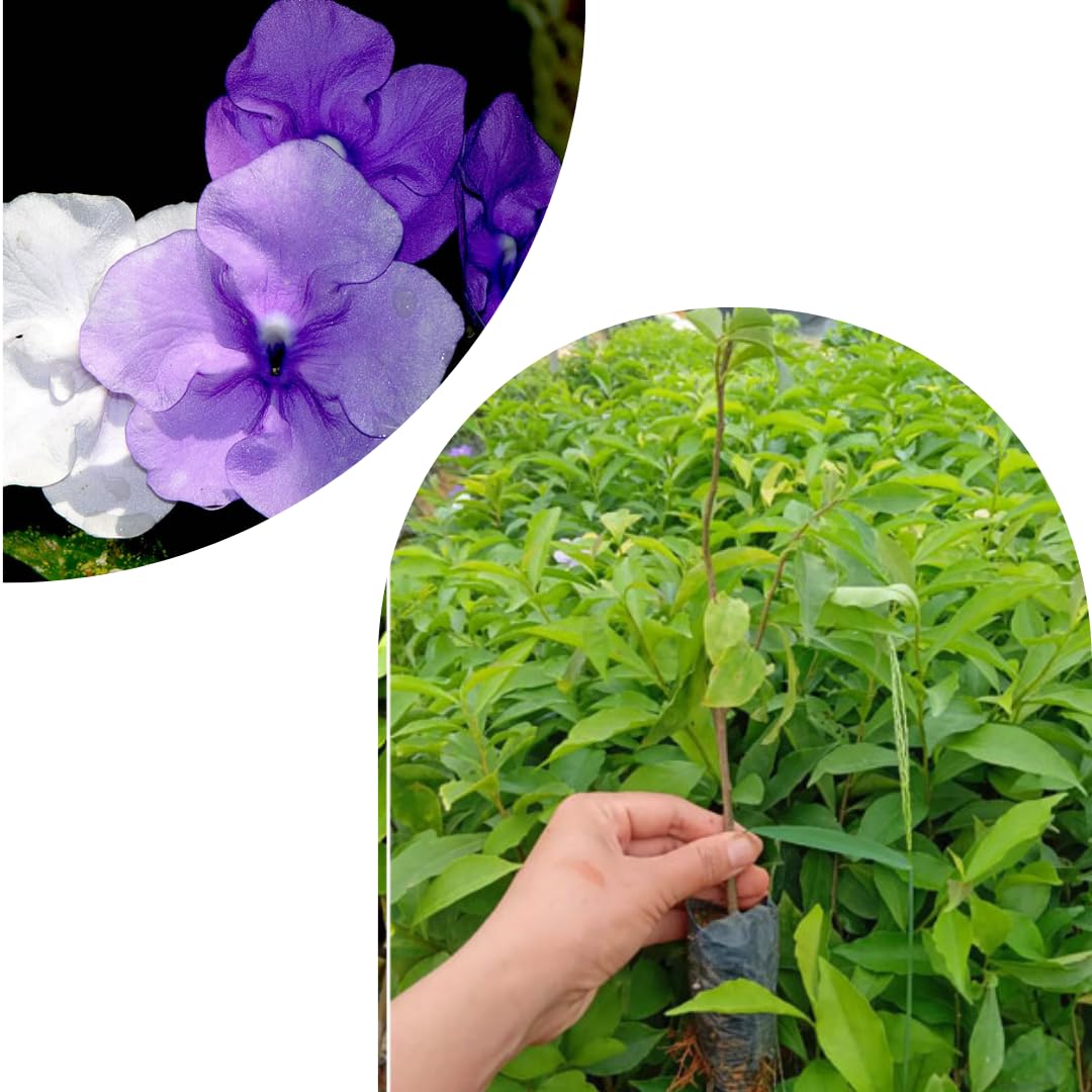 Brunfelsia Tree Live Plant, Yesterday Today Tomorrow Plant, Change Color Flower, Brunfelsia Bush Shrub for Bonsai in Garden, Spring Bloom