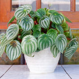 Peperomia Live Plant in 4" Pot, Easy-Care Indoor Trailing Houseplant Succulent Live (Watermelon Peperomia)