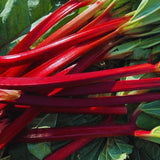 100 Red Rhubarb Seeds for Planting, Rhubarb Seed, Vegetable Plant Seeds Gardening Outdoor