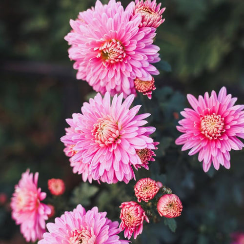 2 Pink Mums Plants Live, 5 to 6 Inc Long, Chrysanthemum Plants Live, Mum Live Plant Gardening,Planting