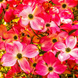 Pink Dogwood Tree Live Plant for Planting, 8-14 Inch Height, Quart Pot Size, Dogwood Live Plant Dogwood Bush Shrub, Dogwood Plant Live, Dogwood Flowers