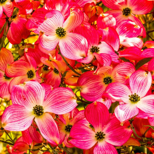 Pink Dogwood Tree Live Plant for Planting, 8-14 Inch Height, Quart Pot Size, Dogwood Live Plant Dogwood Bush Shrub, Dogwood Plant Live, Dogwood Flowers