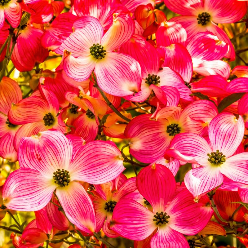 Pink Dogwood Tree Live Plant for Planting, 8-14 Inch Height, Quart Pot Size, Dogwood Live Plant Dogwood Bush Shrub, Dogwood Plant Live, Dogwood Flowers