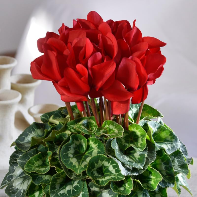 Red Cyclamen Plant Live, Hardy Cyclamen Flowers, In 4 Inc Pot, Indoor Cyclamen Houseplant with Blooming Potted Flowers