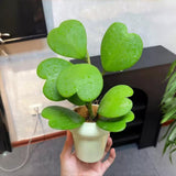 Live Hoya Kerrii Plant for Planting, Compact Foliage Houseplant, 3-5 Inches Tall, Succulent Plant for Indoor Outdoor Garden