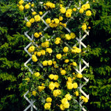 Yellow Roses Live Plants 7 Months Old, Rose Bushes Ready to Plant 5-9" Tall, Very Fragrant, Can Grow As Climber or Bush Tree or Trellises, Walls, Fences