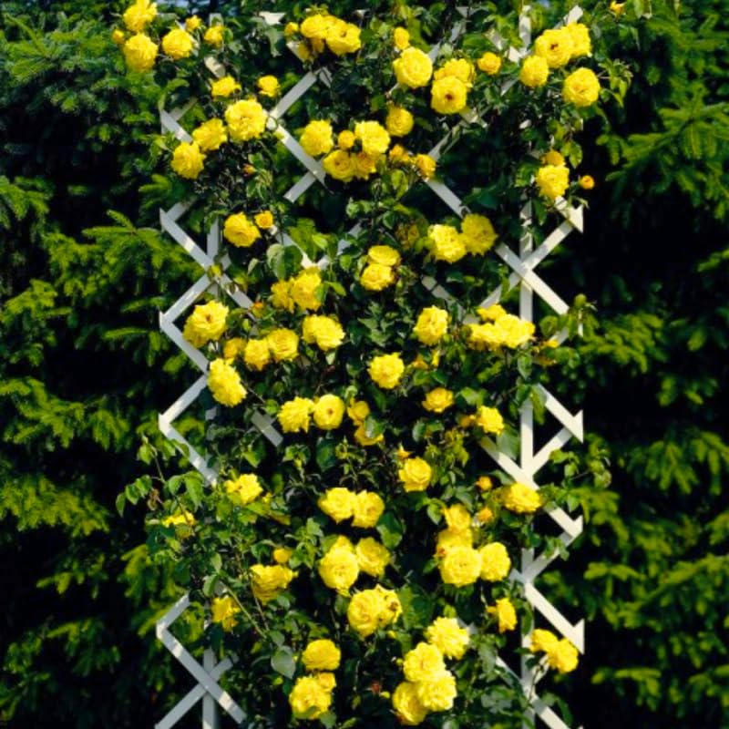 Yellow Roses Live Plants 7 Months Old, Rose Bushes Ready to Plant 5-9" Tall, Very Fragrant, Can Grow As Climber or Bush Tree or Trellises, Walls, Fences