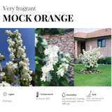 White Mock Orange Trees Live Plants Bush Climbing, Fragrant Philadelphus in Half Gallon Pot, 6 to 12 Inc Tall, No CA