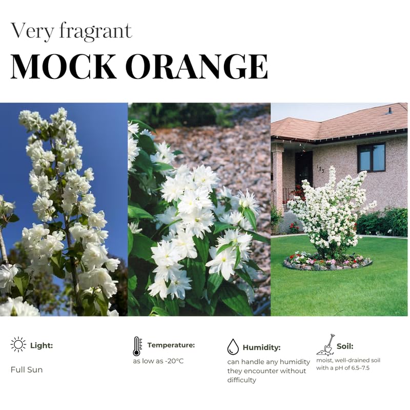 White Mock Orange Trees Live Plants Bush Climbing, Fragrant Philadelphus in Half Gallon Pot, 6 to 12 Inc Tall, No CA