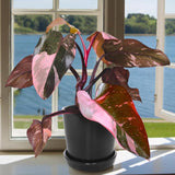 2 Pink Princess Philodendron Live Plant 5-9" Tall, Rare Tropical Indoor Houseplant Home Garden