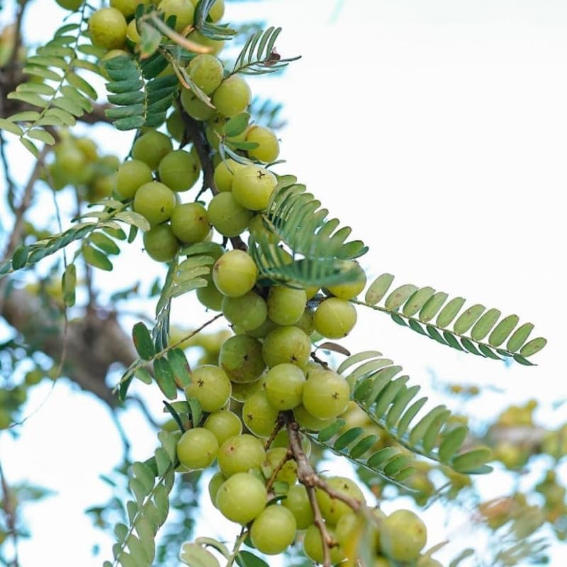 Sweet Gooseberry Live Plant 3 Feet Tree, Gooseberry Tropical Fruit Tree for Planting, Ready to Grow