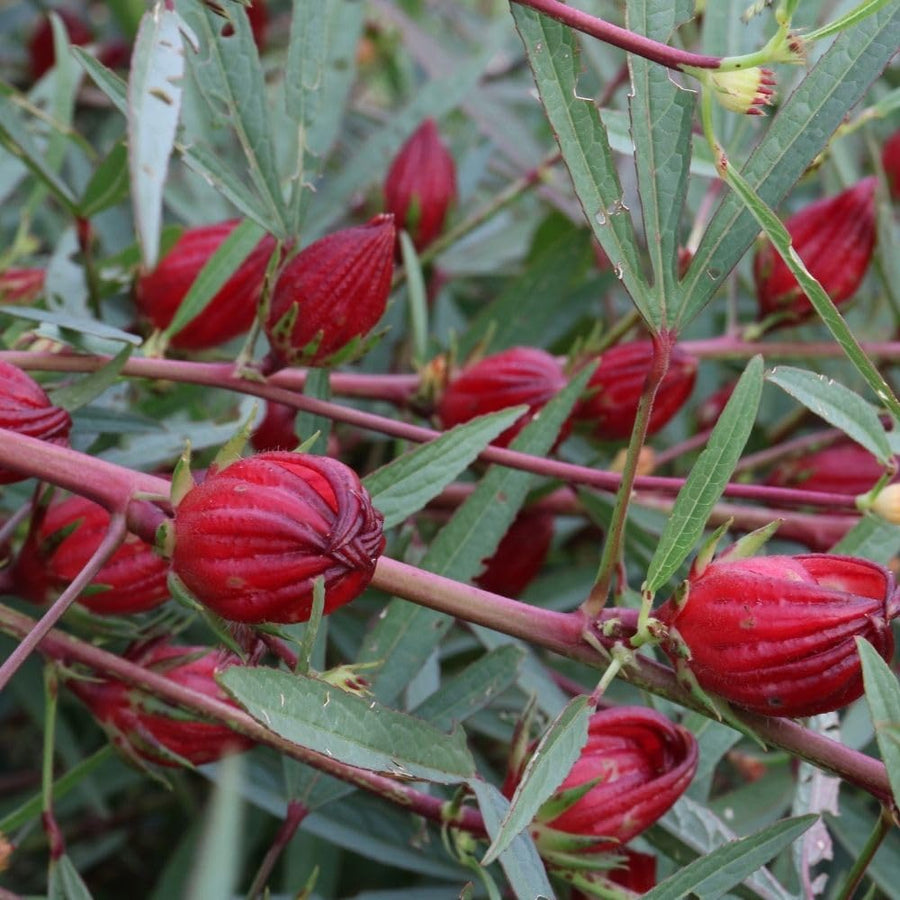 50 Roselle Seeds for Planting, Roselle Hibiscus Seeds, Hibiscus Sabdariffa Seed, Fresh Garden Edible Flower Plant Seed
