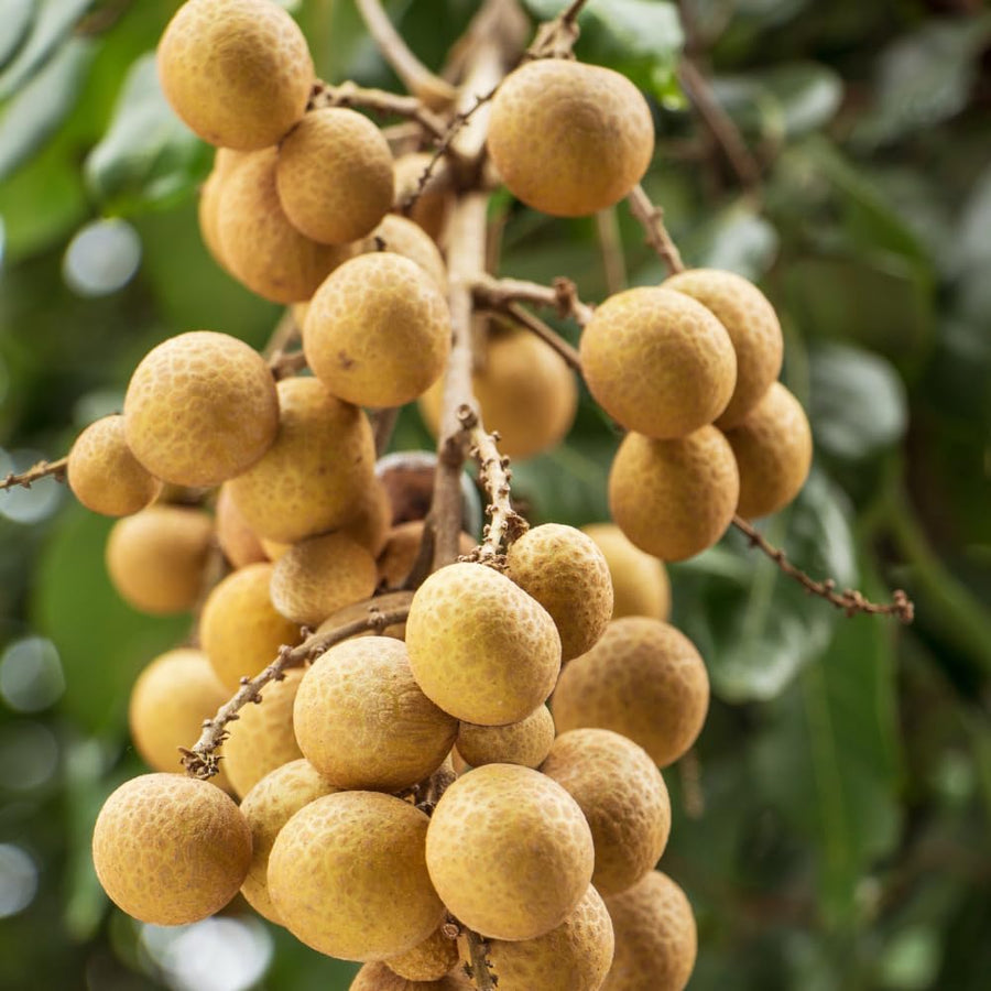 Live Longan Fruit Tree Plant, 6-12” Tall in 4” Pot, Sweet Tropical Longan Plant to Grow