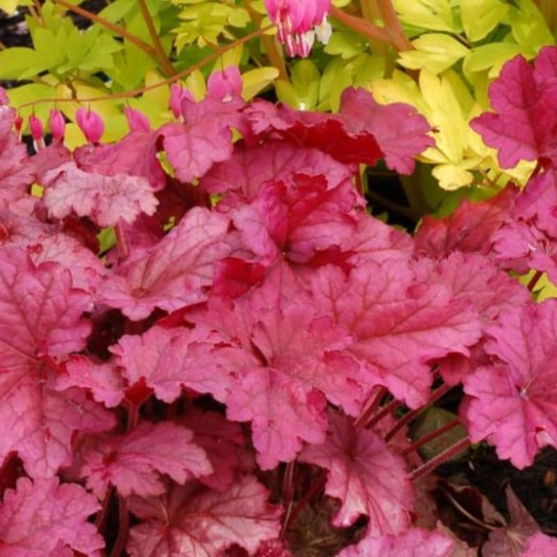 3 Coral Bells Heuchera Perenial Live Plants, Orange Red Seasonal Leaves Color Change, Well-Rooted 5-9 Inc Tall, No Pot