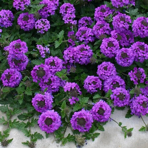 2 Perennial Purple Verbena Plants Live for Trailing Bushes Shrubs, Well Rooted in Pot, 5-9 Inches Tall