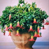 Cotyledon Pendens Plant, Rare Cotyledon Succulents, Easy-Care Hanging Houseplant for Indoor Outdoor Decoration, 6'' Potted