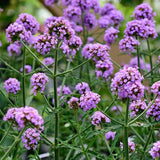 4 Lavender Verbena Plants Live, 5-9" Tall Hardy Perennial Flower Plants, Well-Rooted for Outdoor Planting