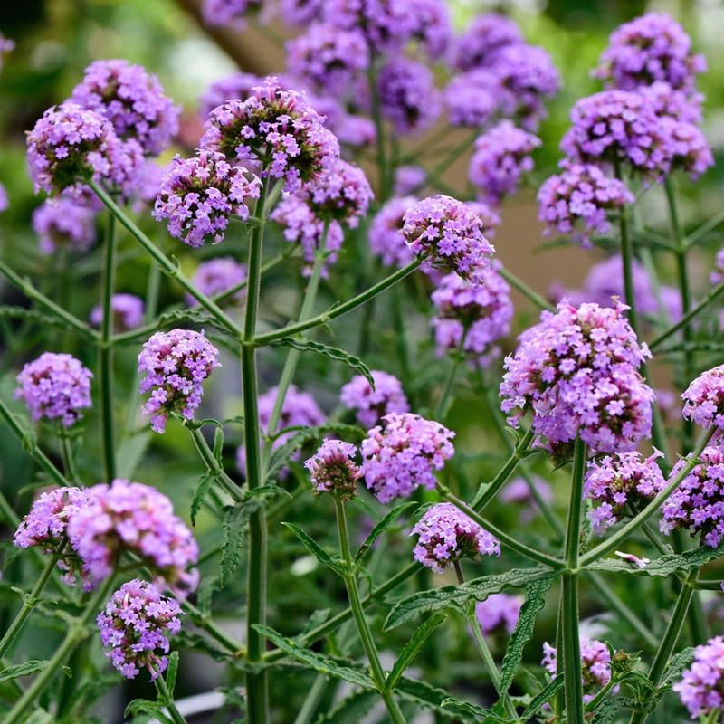 4 Lavender Verbena Plants Live, 5-9" Tall Hardy Perennial Flower Plants, Well-Rooted for Outdoor Planting
