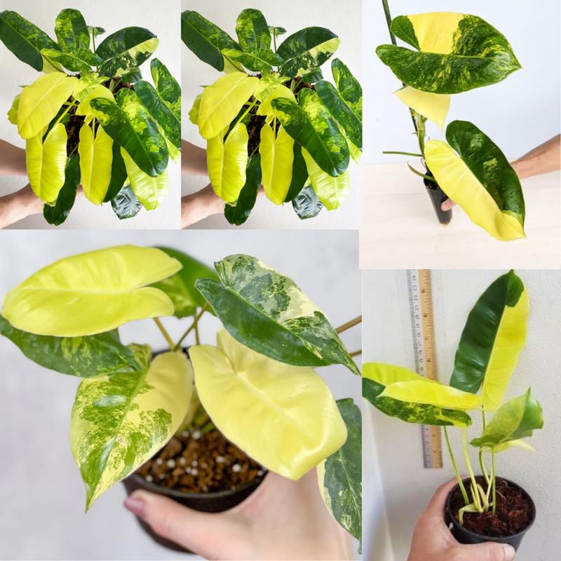 2 Rare Philodendron Live Plants Varieties Collection, Philodendrons Plants Size 5-9 Inc for Indoor Houseplant Décor, Ornamental Tropical Well-Rooted (Variegated Vining Philodendron Plants)