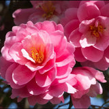 Camellia Plant Live, Camellia Flower Shrub, Well-Rooted in Pot, Cold Hardy Plant for Indoor Outdoor, 8-12'' Tall (Pink)
