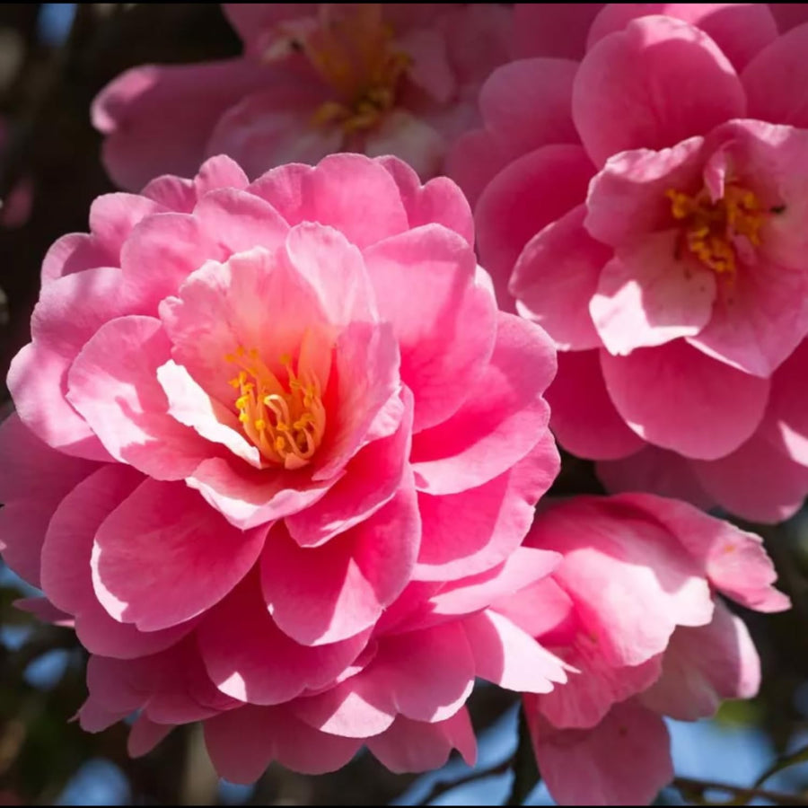 Camellia Plant Live, Camellia Flower Shrub, Well-Rooted in Pot, Cold Hardy Plant for Indoor Outdoor, 8-12'' Tall (Pink)