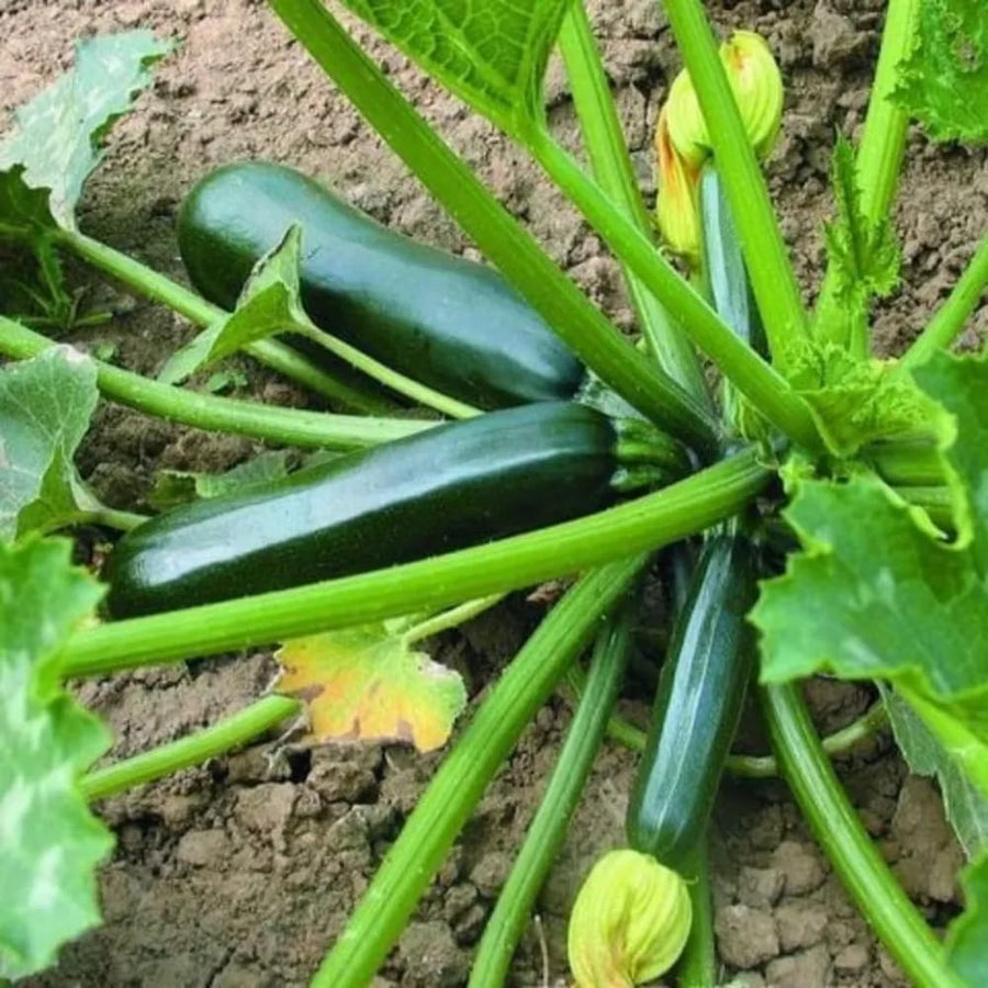 2 Green Squash Zucchini Plants in 4'' Pot, Live Squash Plants, 3-5'' Tall, Squash Zucchini Plants, 2 Plants Per Pot