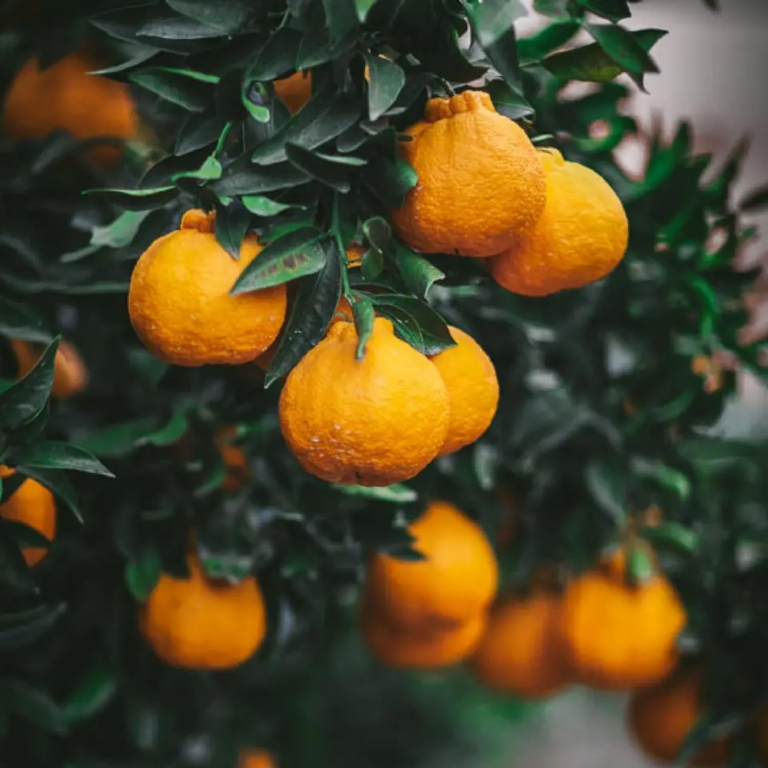 Grafted Ugli Tangelo Tree Plant Live, Ready to Bear Fruit, 3 Feet Tall for Outdoor Gardening, Zones 8-11, Orange Citrus Like