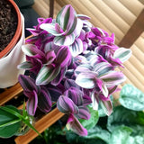 Wandering Jew Live Plant, Pink Tradescantia Nanouk Succulent Plant Live for Growing Hanging Basket Plant, 4 Inc Pot