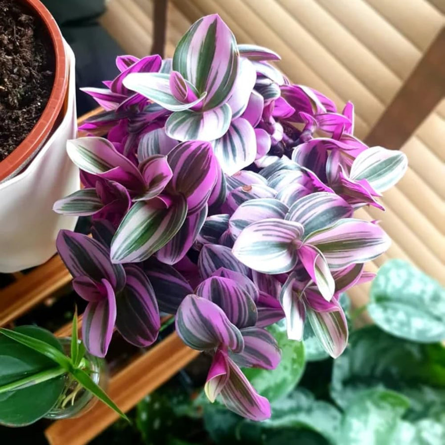Wandering Jew Live Plant, Pink Tradescantia Nanouk Succulent Plant Live for Growing Hanging Basket Plant, 4 Inc Pot
