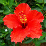 Hibiscus Flower Plant, Hibiscus Plants Live, Tropical Hibiscus Plant, Red Hibiscus, Zone 10 to 12, Size 5 to 7 Inch Tall