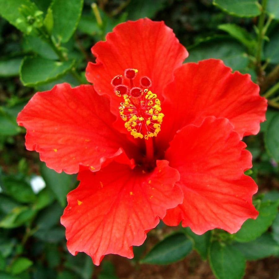 Hibiscus Flower Plant, Hibiscus Plants Live, Tropical Hibiscus Plant, Red Hibiscus, Zone 10 to 12, Size 5 to 7 Inch Tall
