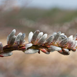 Pussy Willow Plant Live, 2.5 Inch Pot, Spring Blooming Tree for Planting, White Fast Growing Ornamental Shrub, Ready to Grow