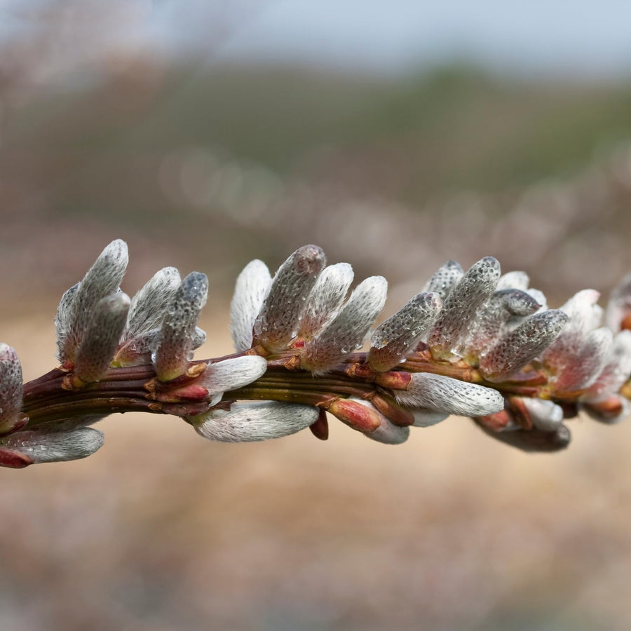 Pussy Willow Plant Live, 2.5 Inch Pot, Spring Blooming Tree for Planting, White Fast Growing Ornamental Shrub, Ready to Grow