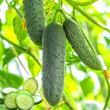 Set of 2 Marketmore Cucumber Plants Live, Live Cucumber Plants, 4'' Pot, 4 to 7 Inc Long Starter Plant