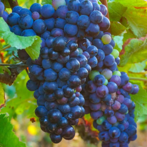 Blue Seedless Grape Vines Trees Live Plants, Well-Rooted 1 to 2 Years Old, Grapes Plant Live for Outdoor Planting, Zones 3-9