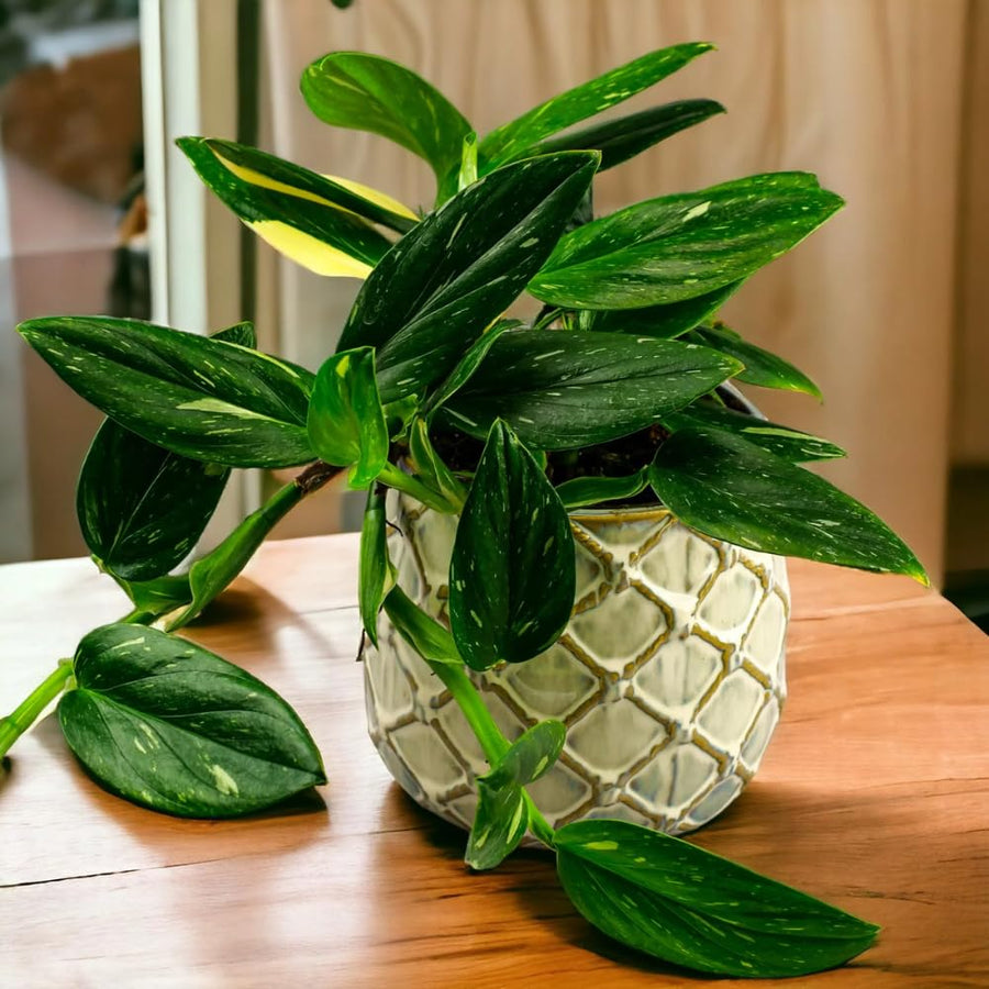 2 Monstera Plants Live, Swiss Cheese Philodendron Plant, Ornamental Tropical Well-Rooted, 4 to 5 Leaves for Indoor Houseplant (Monstera Variegated Yellow Green)