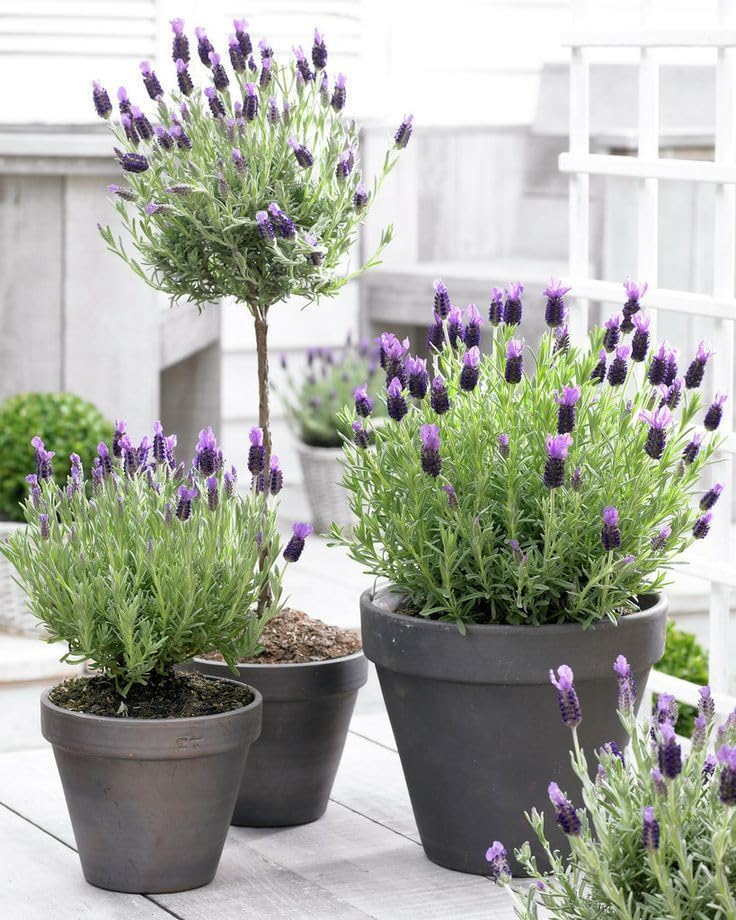2 Live Lavender Plants, Purple Lavender Starter Plants in 3'' Pot, Fragrant Flowering Herb for Gardens, Planters and Indoor Pots (Spanish Lavenders)