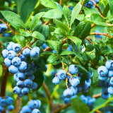 3 Blueberry Plants Live for Planting Outdoor, Blueberry Bushes Live Plant 1 Year Old, Blueberry Fruit Trees Live, Highbush Blueberry Plants, 5-10" Tall, No Pot (Biloxi Blueberry)