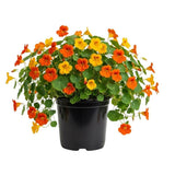 Nasturtium Live Plant in 4 Inch Pot, Nasturtium Flower Plants Live, Trailing Perennial Plant for Homegarden