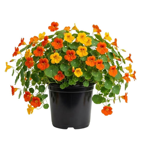 Nasturtium Live Plant in 4 Inch Pot, Nasturtium Flower Plants Live, Trailing Perennial Plant for Homegarden