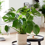 2 Monstera Plants Live, Swiss Cheese Philodendron Plant, Ornamental Tropical Well-Rooted, 4 to 5 Leaves for Indoor Houseplant (Monstera Swiss Cheese Round Leaf)