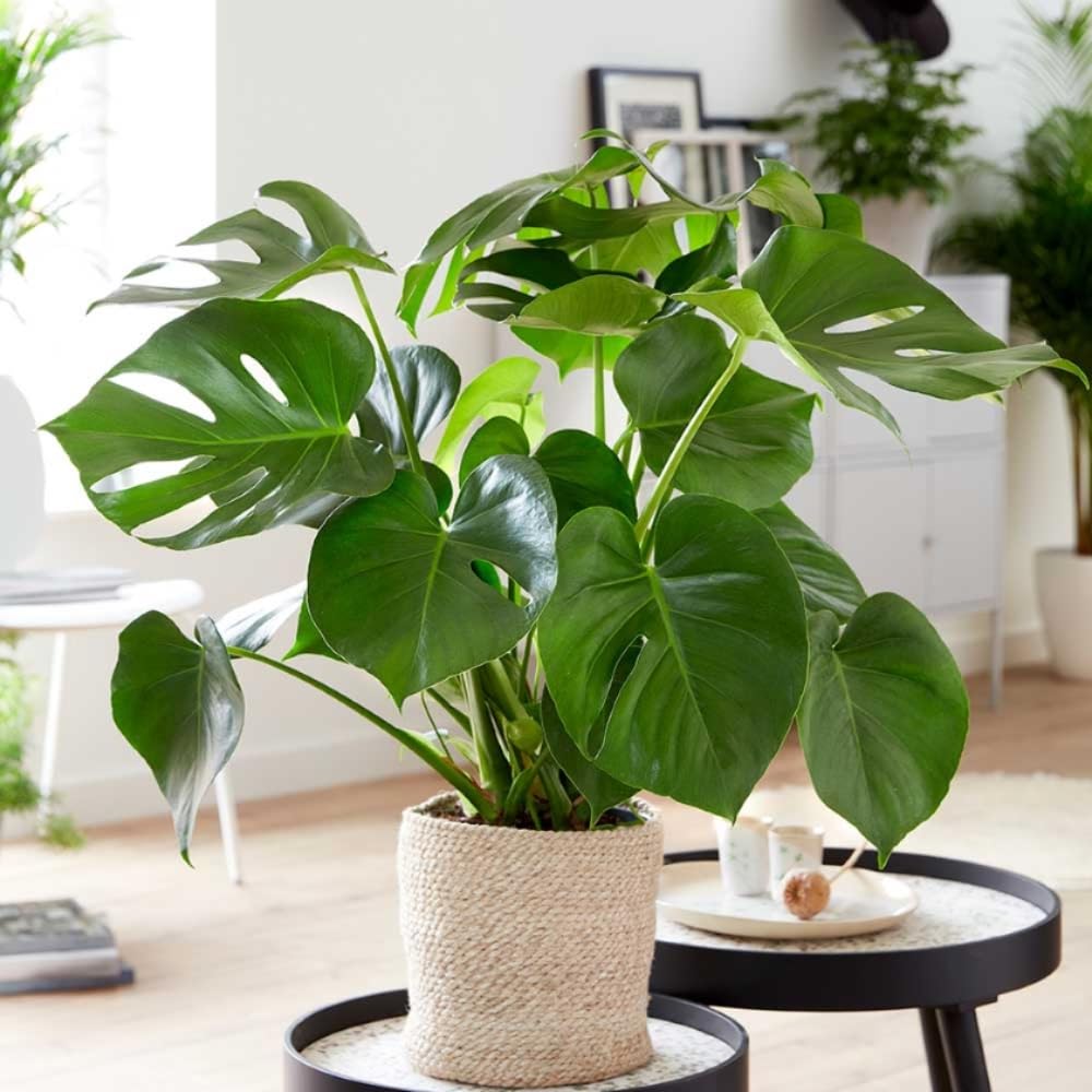 2 Monstera Plants Live, Swiss Cheese Philodendron Plant, Ornamental Tropical Well-Rooted, 4 to 5 Leaves for Indoor Houseplant (Monstera Swiss Cheese Round Leaf)
