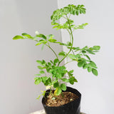 Moringa Tree Live Plant, Malunggay Moring Plant in 4" Pot, 7-10" Well-Rooted, Drumstick Horseradish Trees Live Plants for Planting, No CA