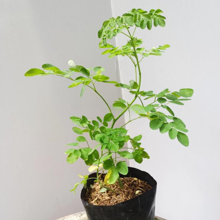Moringa Tree Live Plant, Malunggay Moring Plant in 4" Pot, 7-10" Well-Rooted, Drumstick Horseradish Trees Live Plants for Planting, No CA