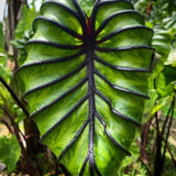 2 Alocasia Live Plants, Live Alocasia Plants Indoor, 3 to 5 Inches, Colocasia Plant, Elephant Ear Esculenta Taro Colocasia Plant House Plant (Purple Black Vein)
