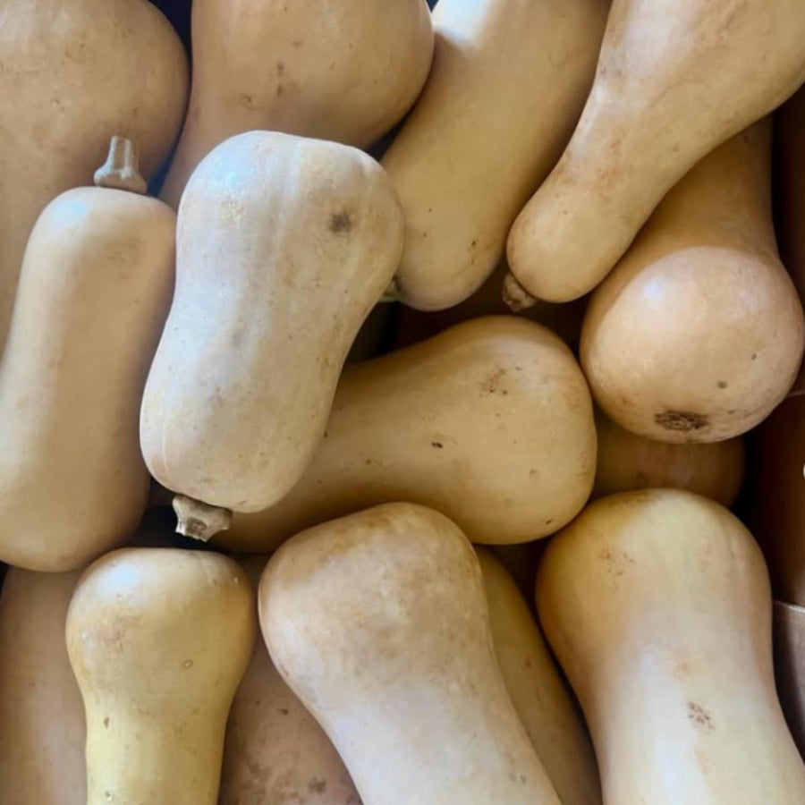 10 Butternut Squash Seeds for Planting, Squash Vegetable Seeds, Grow for Outdoor Garden, Trellis